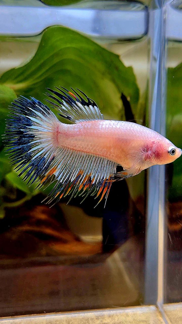 LUXURY FEMALE CROWNTAIL BLACK RIM ORANGE BETTA FISH