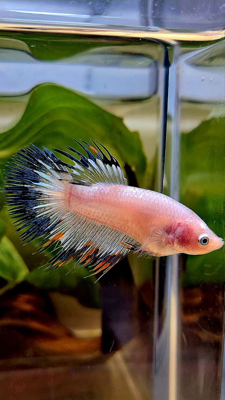 LUXURY FEMALE CROWNTAIL BLACK RIM ORANGE BETTA FISH