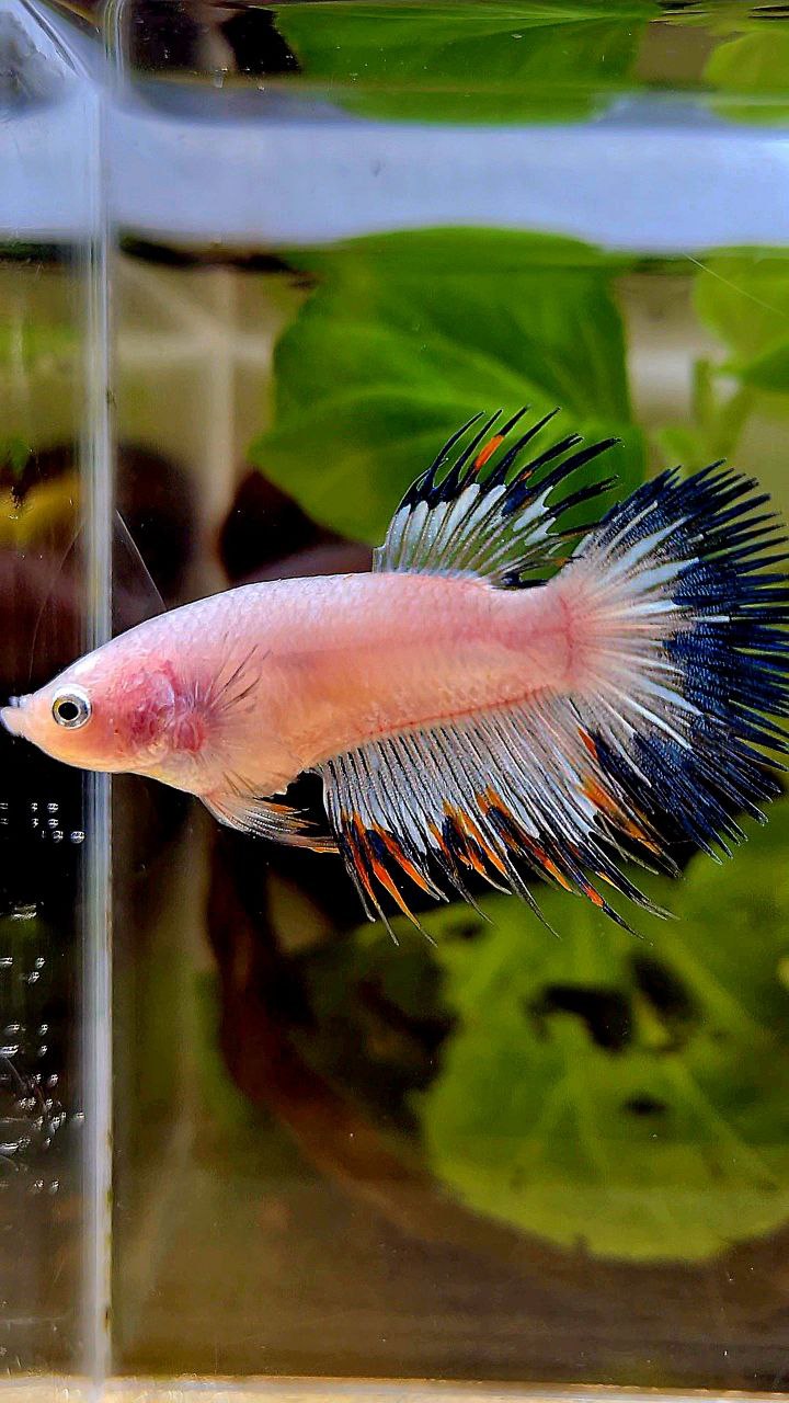LUXURY FEMALE CROWNTAIL BLACK RIM ORANGE BETTA FISH