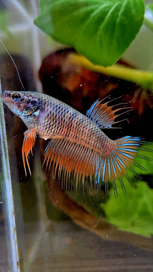 FEMALE KING CROWNTAIL ORANGE PINEAPPLE BETTA FISH