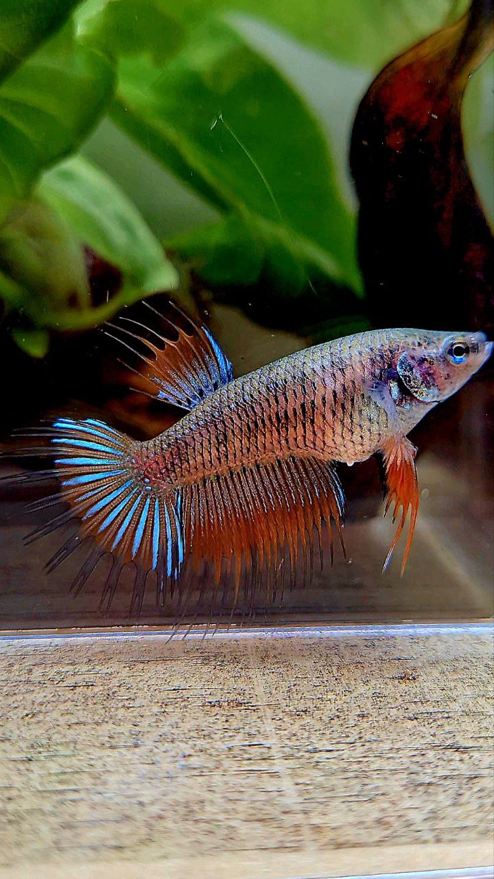 FEMALE KING CROWNTAIL ORANGE PINEAPPLE BETTA FISH