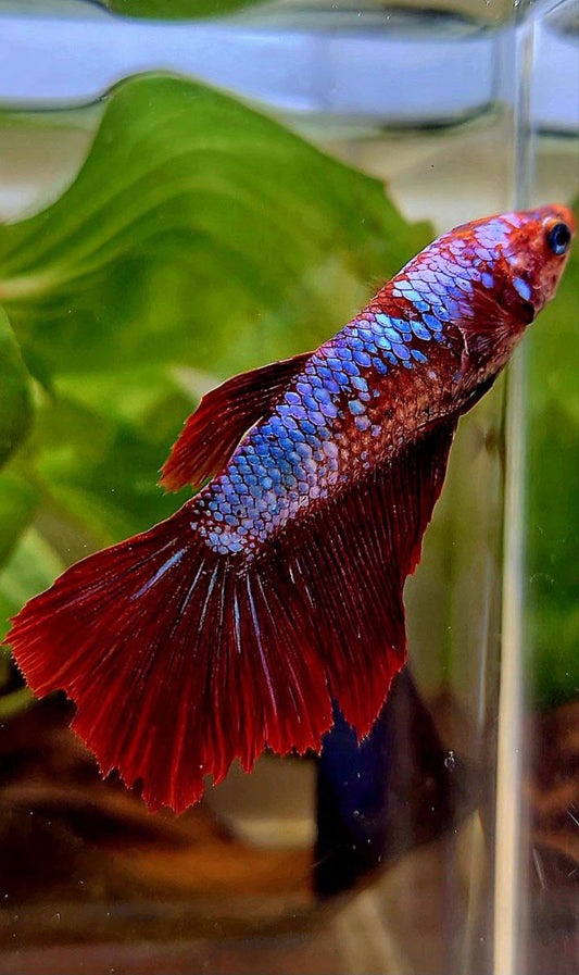 FEMALE HALFMOON FANCY MULTICOLOR BETTA FISH
