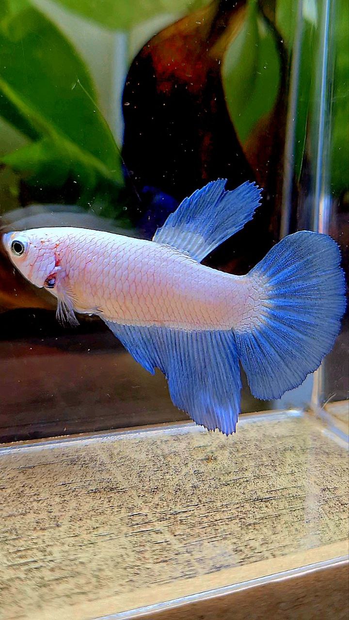 FEMALE HALFMOON BLUE RIM BICOLOR BETTA FISH