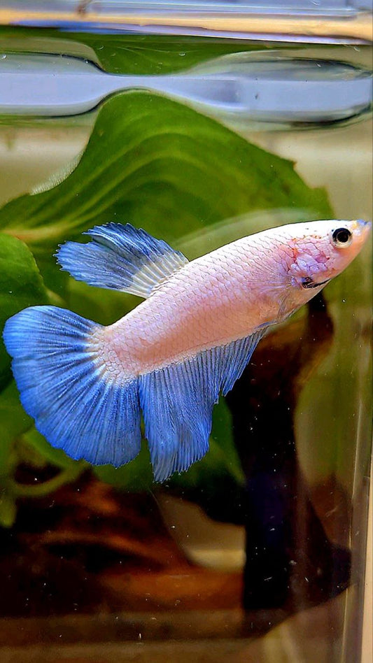 FEMALE HALFMOON BLUE RIM BICOLOR BETTA FISH