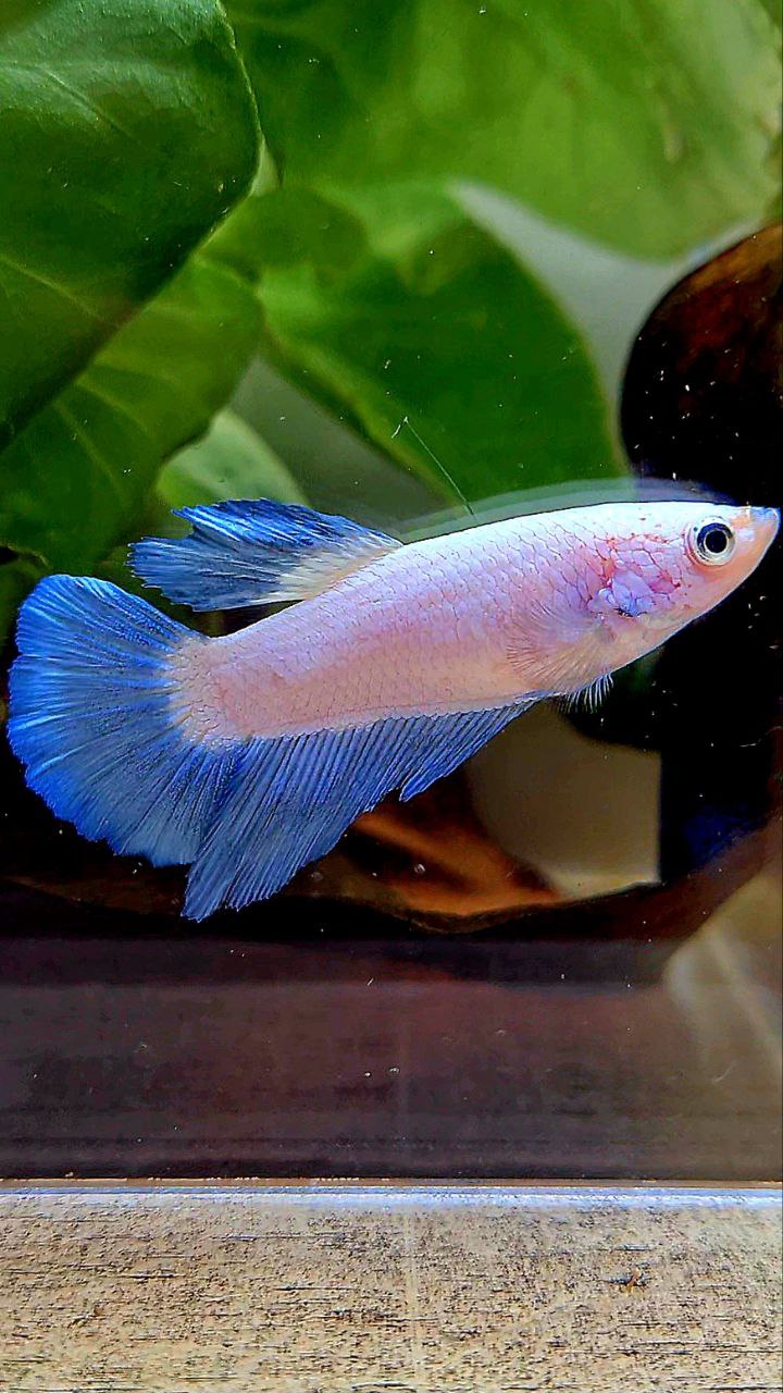 FEMALE HALFMOON BLUE RIM BICOLOR BETTA FISH