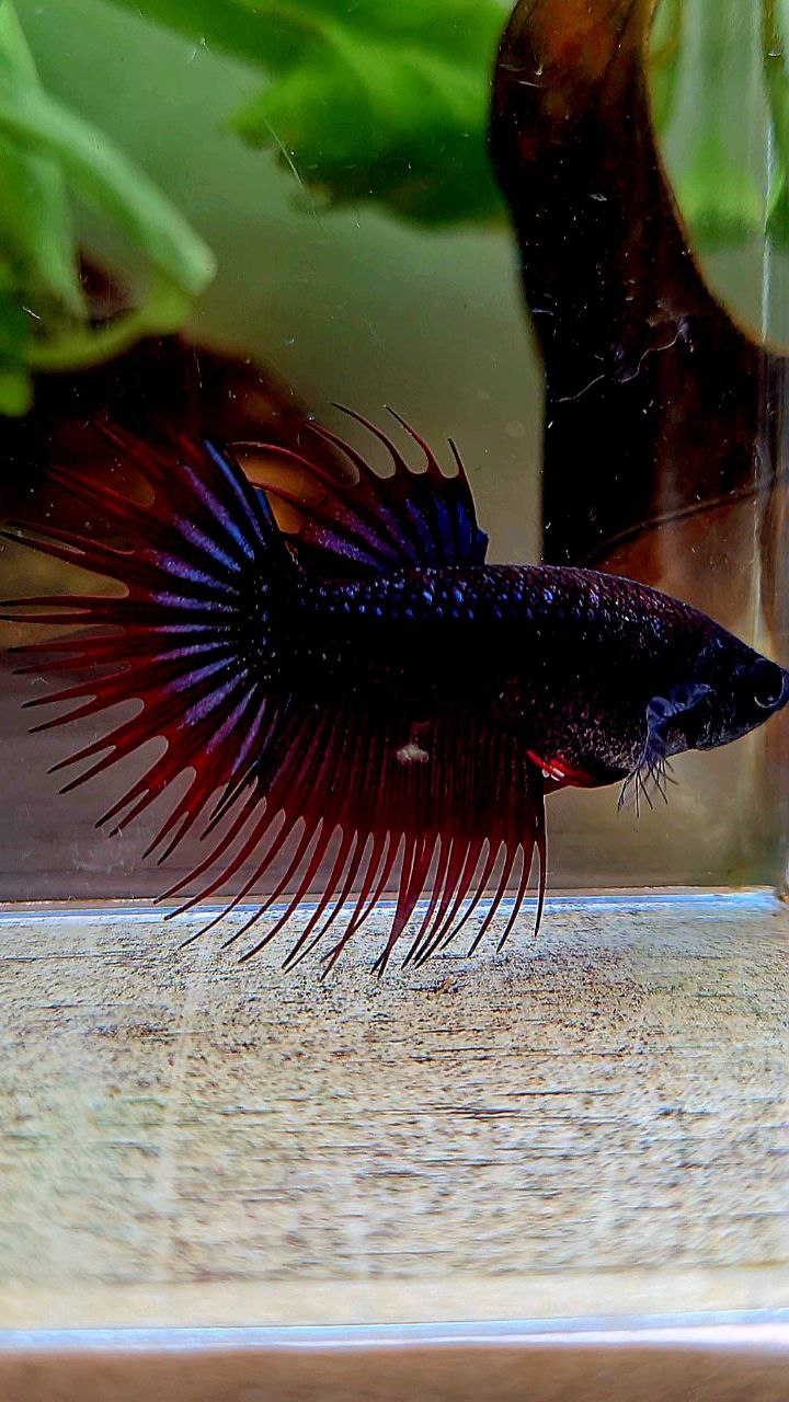 FEMALE KING CROWNTAIL BLACK PURPLE RED VAMPIRE BETTA FISH – Rare Betta ...
