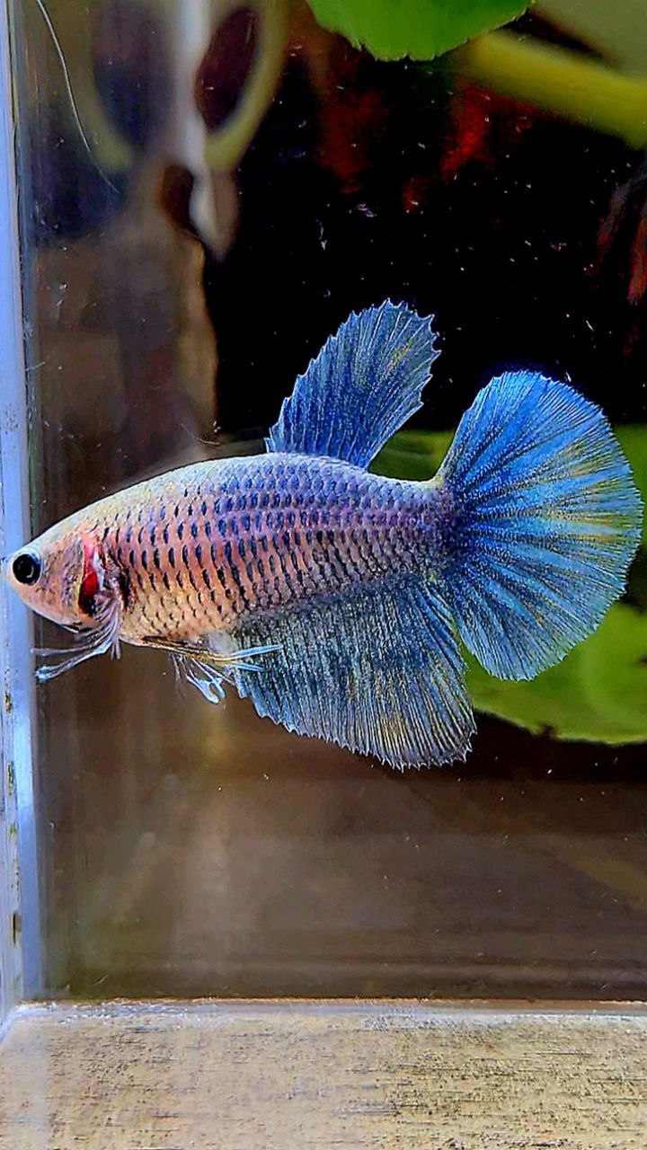 FEMALE HALFMOON BIG EAR BLUE GRIZZLE BLUE BETTA FISH