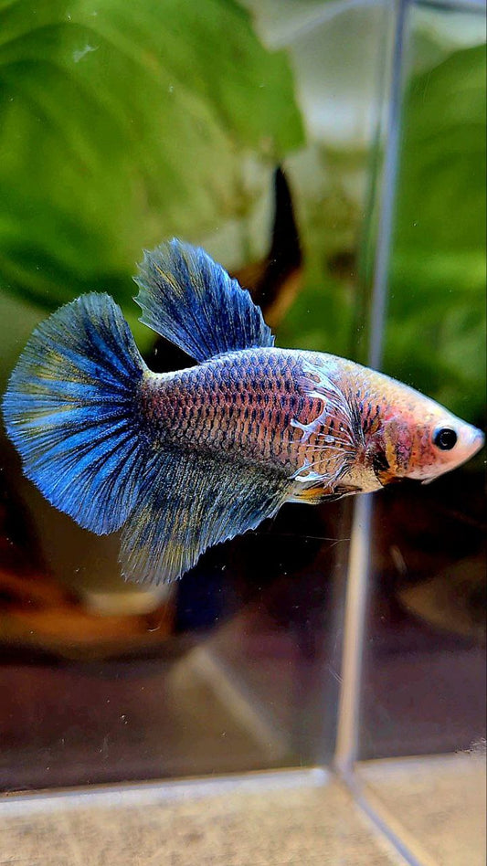 FEMALE HALFMOON BIG EAR BLUE GRIZZLE BLUE BETTA FISH