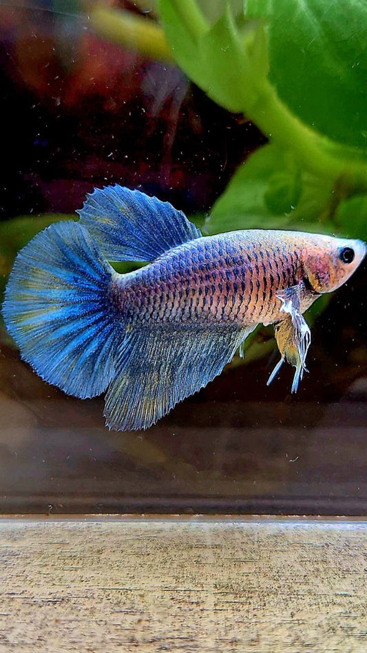 FEMALE HALFMOON BIG EAR BLUE GRIZZLE BLUE BETTA FISH
