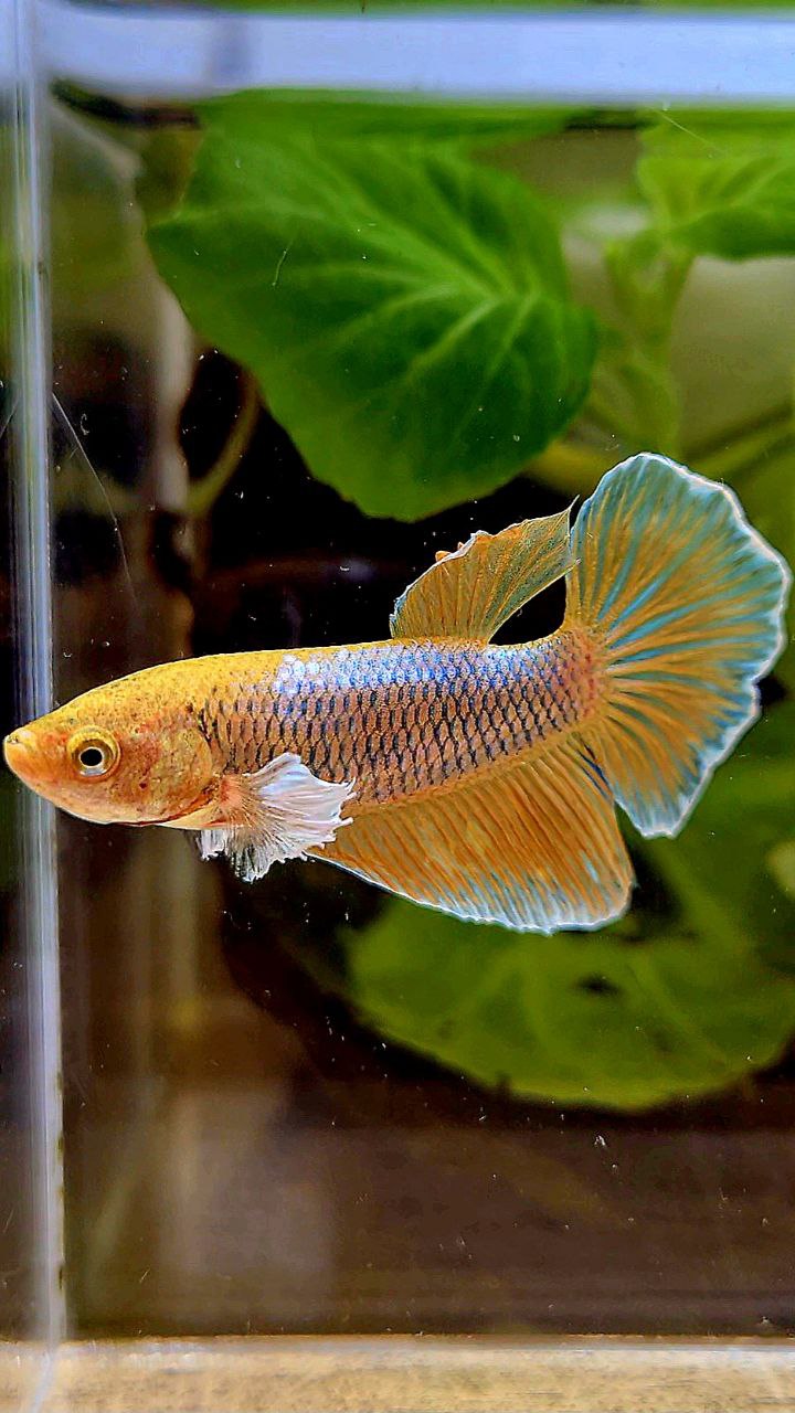 FEMALE HALFMOON DUMBO EAR PINEAPPLE BETTA FISH