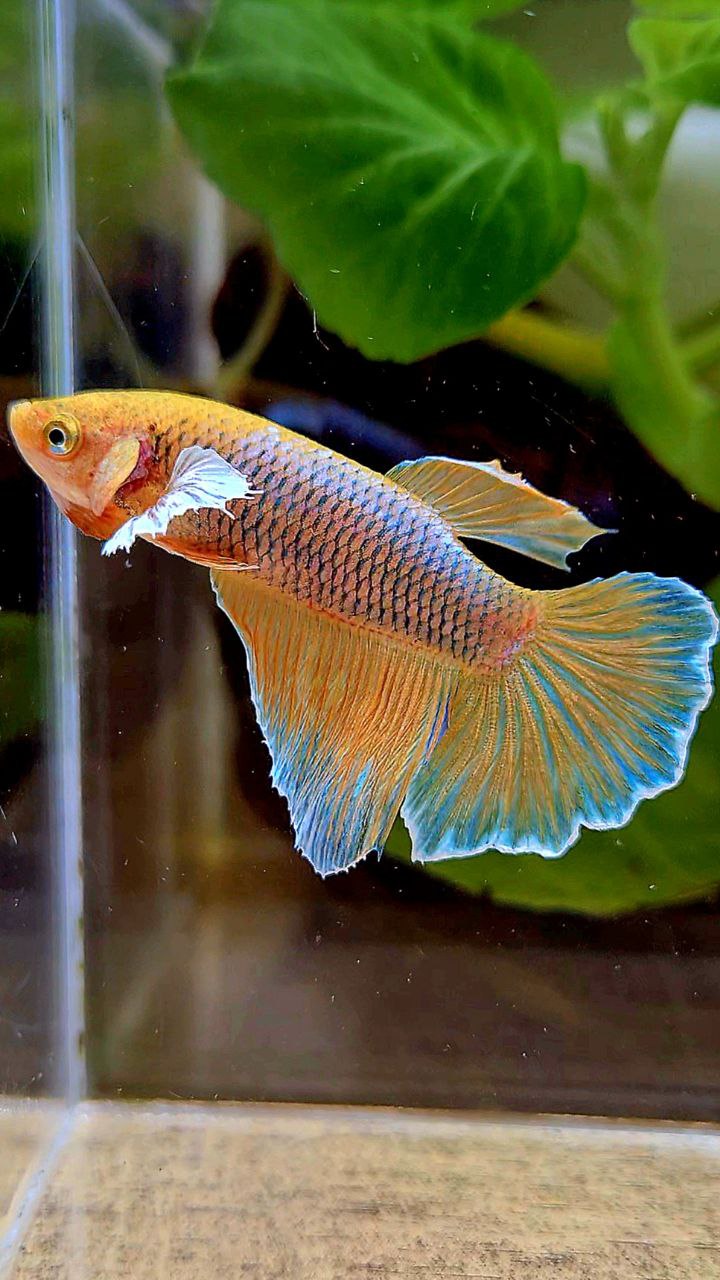 FEMALE HALFMOON DUMBO EAR PINEAPPLE BETTA FISH