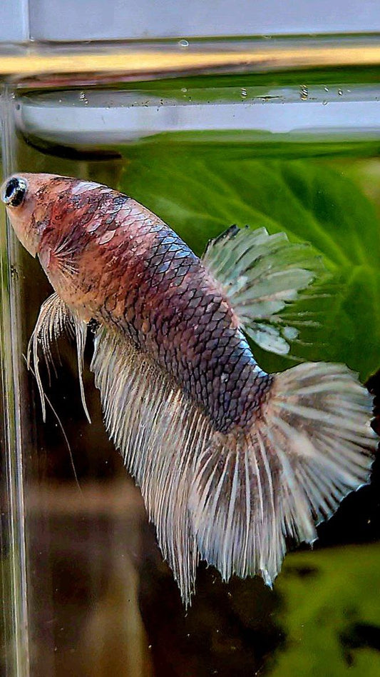 FEMALE HALFMOON COPPER MARBLE BETTA FISH