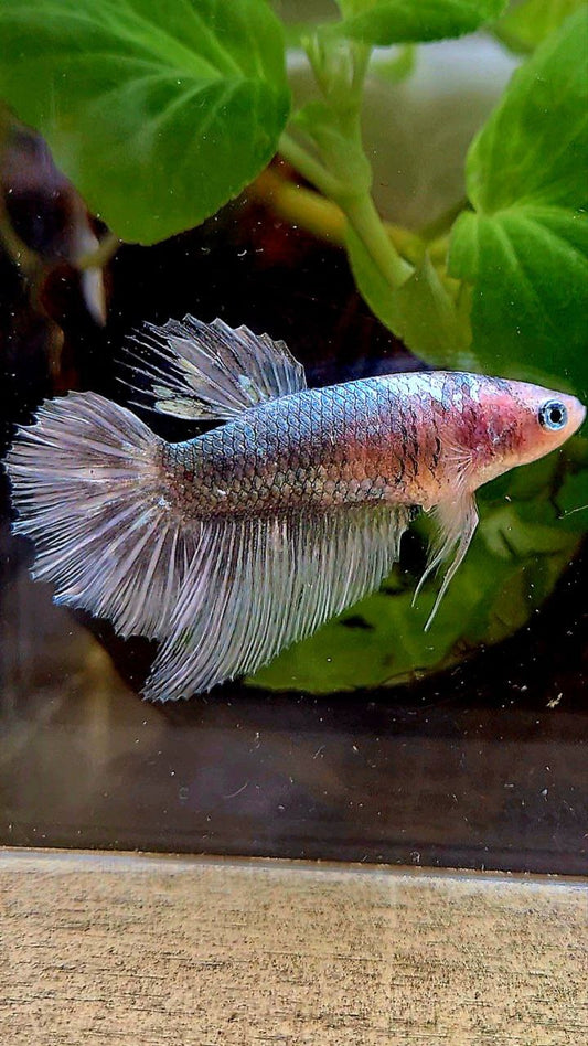 FEMALE HALFMOON COPPER MARBLE BETTA FISH