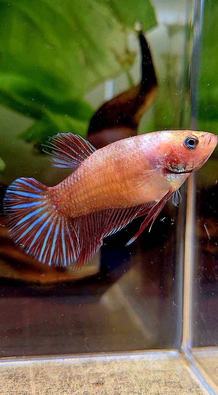 FEMALE PLAKAT RED FANCY BETTA FISH