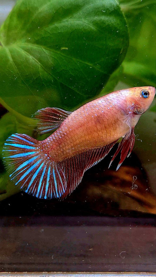 FEMALE PLAKAT RED FANCY BETTA FISH
