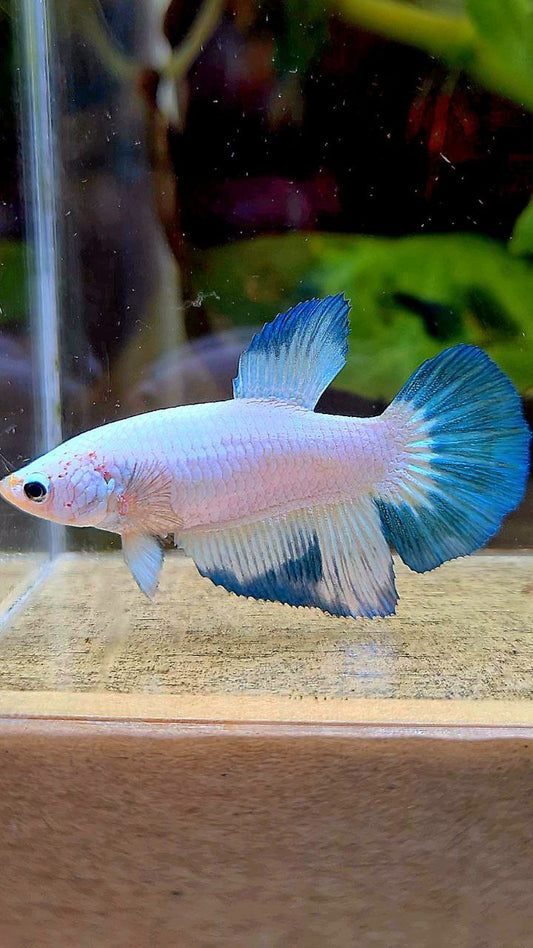 FEMALE HALFMOON BLUE RIM PATTERN BETTA FISH