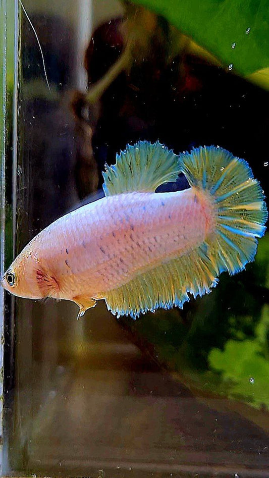 FEMALE KING ROSETAIL HALFMOON YELLOW FANCY BETTA FISH