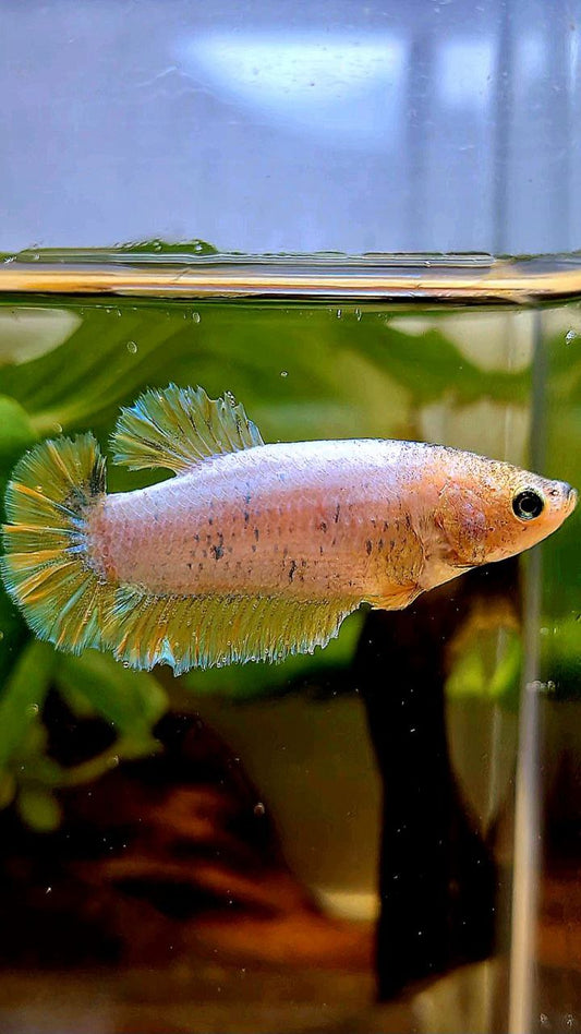 FEMALE KING ROSETAIL HALFMOON YELLOW FANCY BETTA FISH