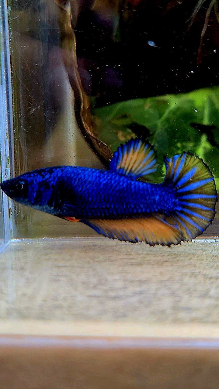 FEMALE HALFMOON BLUE YELLOW MUSTARD GAS BETTA FISH