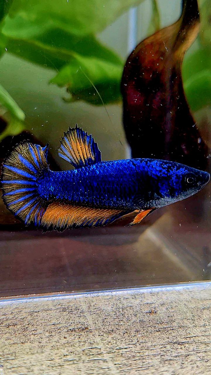 FEMALE HALFMOON BLUE YELLOW MUSTARD GAS BETTA FISH