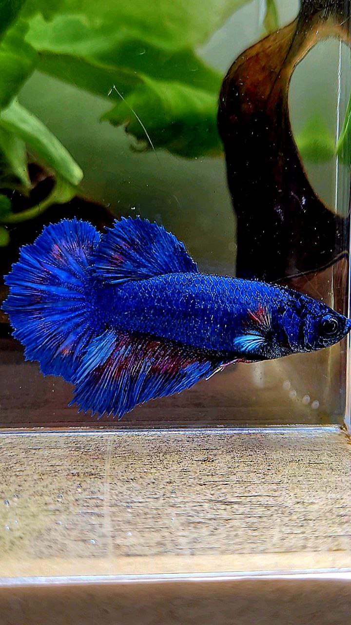 FEMALE HALFMOON ROSETAIL BLUE FANCY BETTA FISH