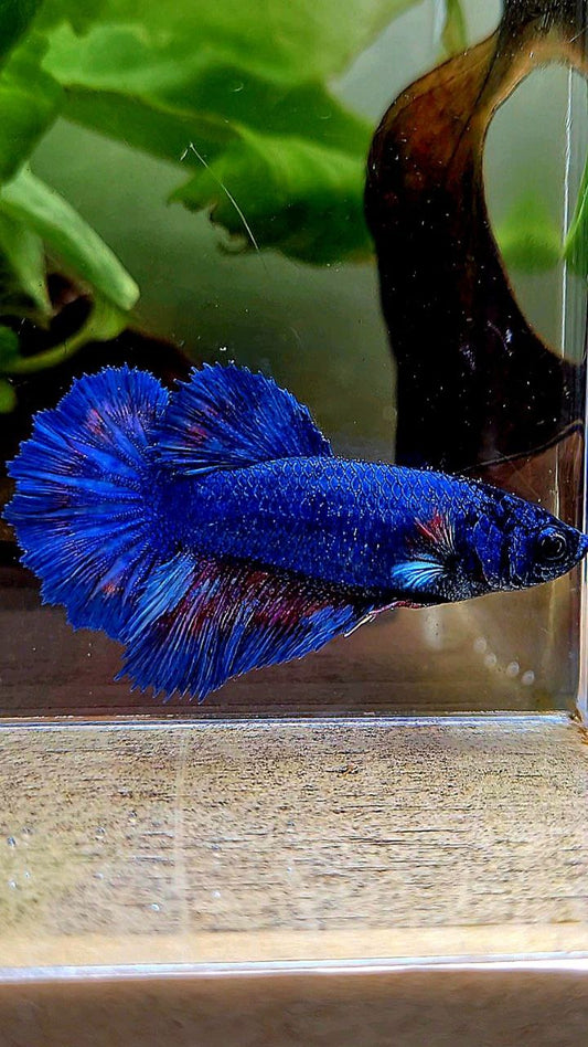 FEMALE HALFMOON ROSETAIL BLUE FANCY BETTA FISH