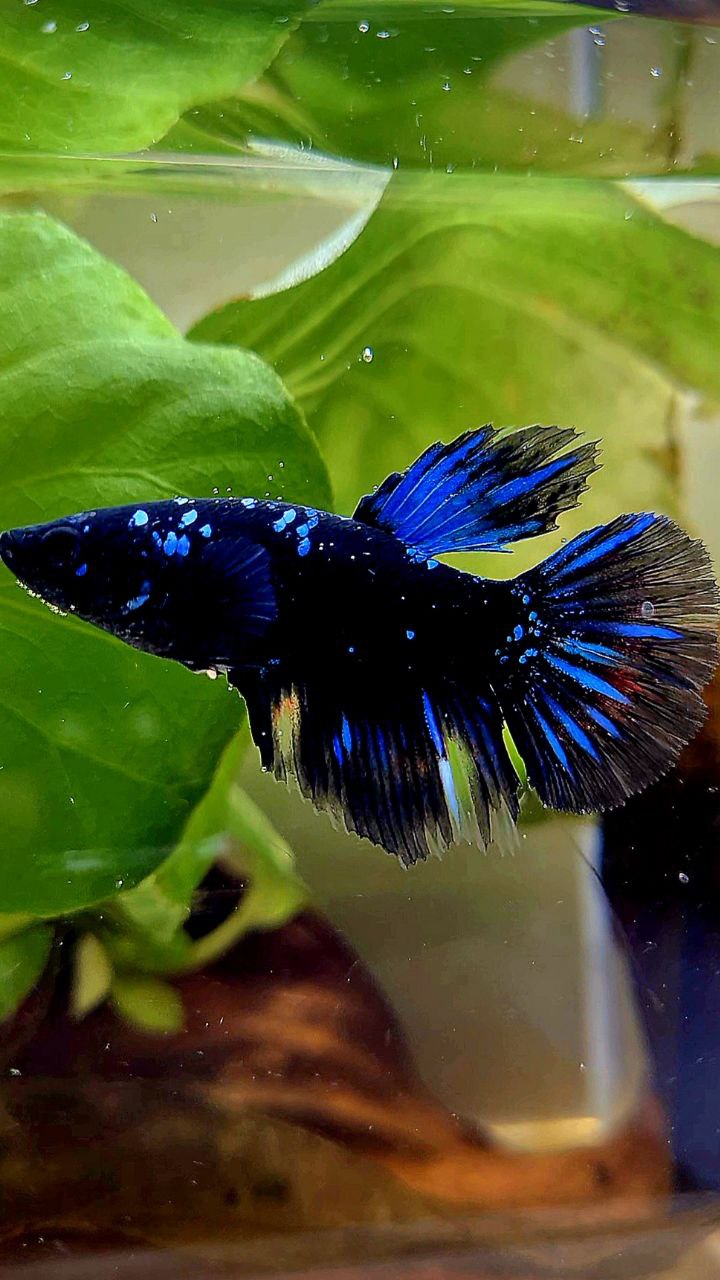 FEMALE HALFMOON BLACK GALAXY AVATAR BLUE BETTA FISH