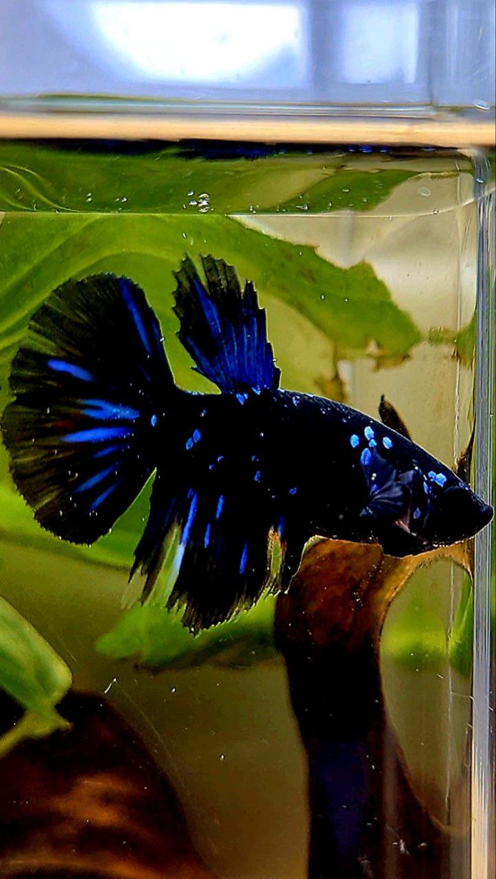 FEMALE HALFMOON BLACK GALAXY AVATAR BLUE BETTA FISH