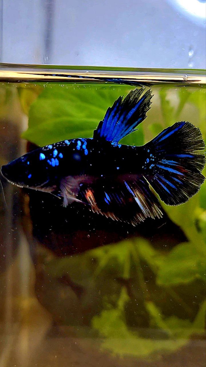 FEMALE HALFMOON BLACK GALAXY AVATAR BLUE BETTA FISH