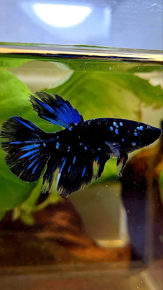 FEMALE HALFMOON BLACK GALAXY AVATAR BLUE BETTA FISH