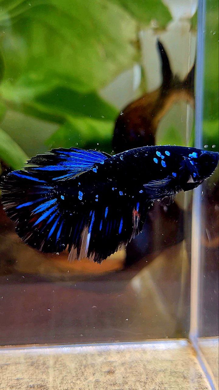 FEMALE HALFMOON BLACK GALAXY AVATAR BLUE BETTA FISH