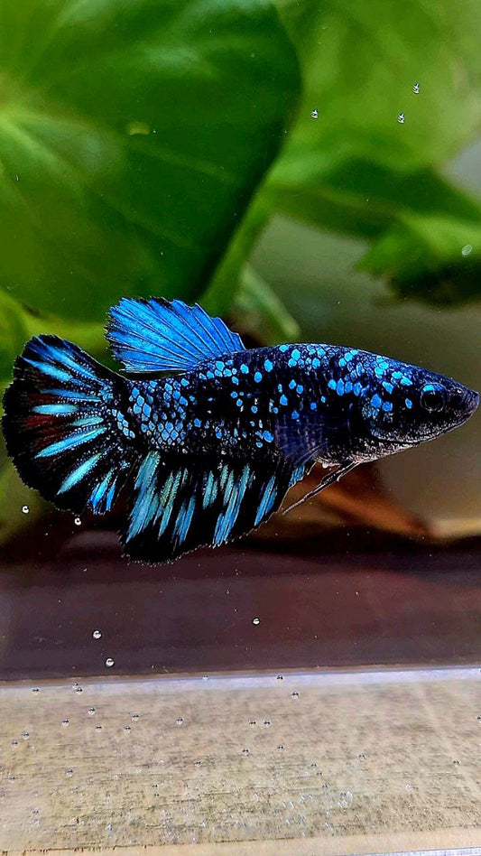 FEMALE HALFMOON BLACK GALAXY AVATAR BLUE BETTA FISH