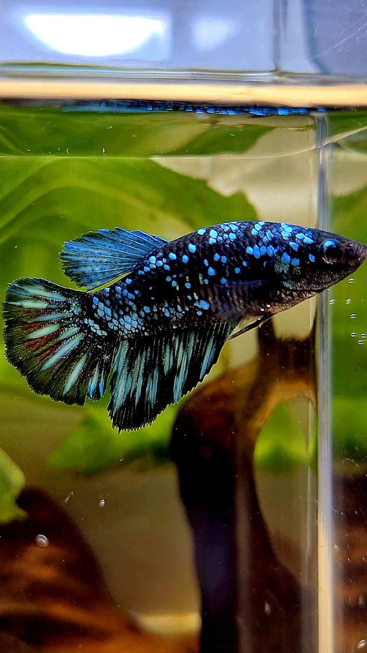 FEMALE HALFMOON BLACK GALAXY AVATAR BLUE BETTA FISH