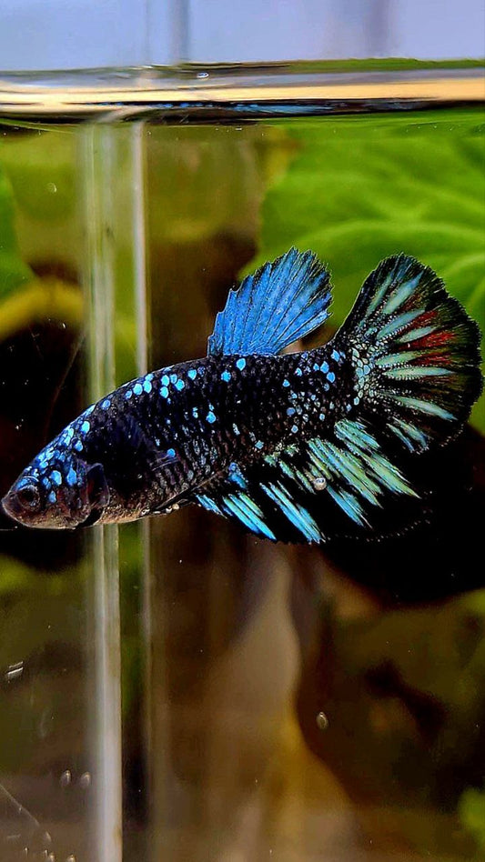 FEMALE HALFMOON BLACK GALAXY AVATAR BLUE BETTA FISH