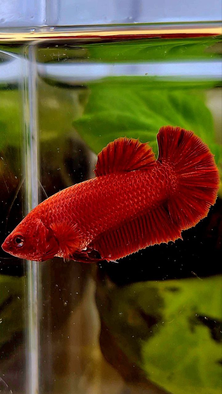 FEMALE PLAKAT SUPER RED SOLID BETTA FISH – Rare Betta Fish Store