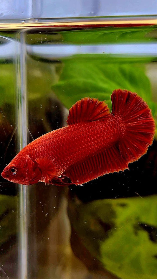 FEMALE PLAKAT SUPER RED SOLID BETTA FISH