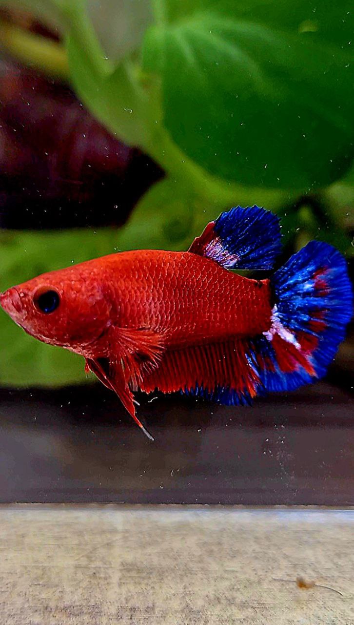 FEMALE PLAKAT RED HELLBOY BETTA FISH