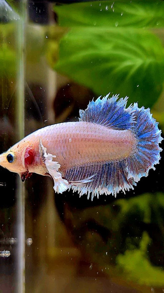 FEMALE HALFMOON FEATHER TAIL DUMBO EAR WHITE BLUE GRIZZLE BETTA FISH
