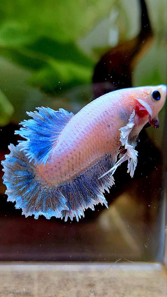 FEMALE HALFMOON FEATHER TAIL DUMBO EAR WHITE BLUE GRIZZLE BETTA FISH