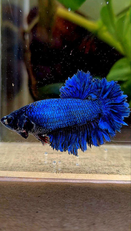FEMALE KING FEATHER TAIL HALFMOON BLUE GREEN TURQUOISE BETTA FISH