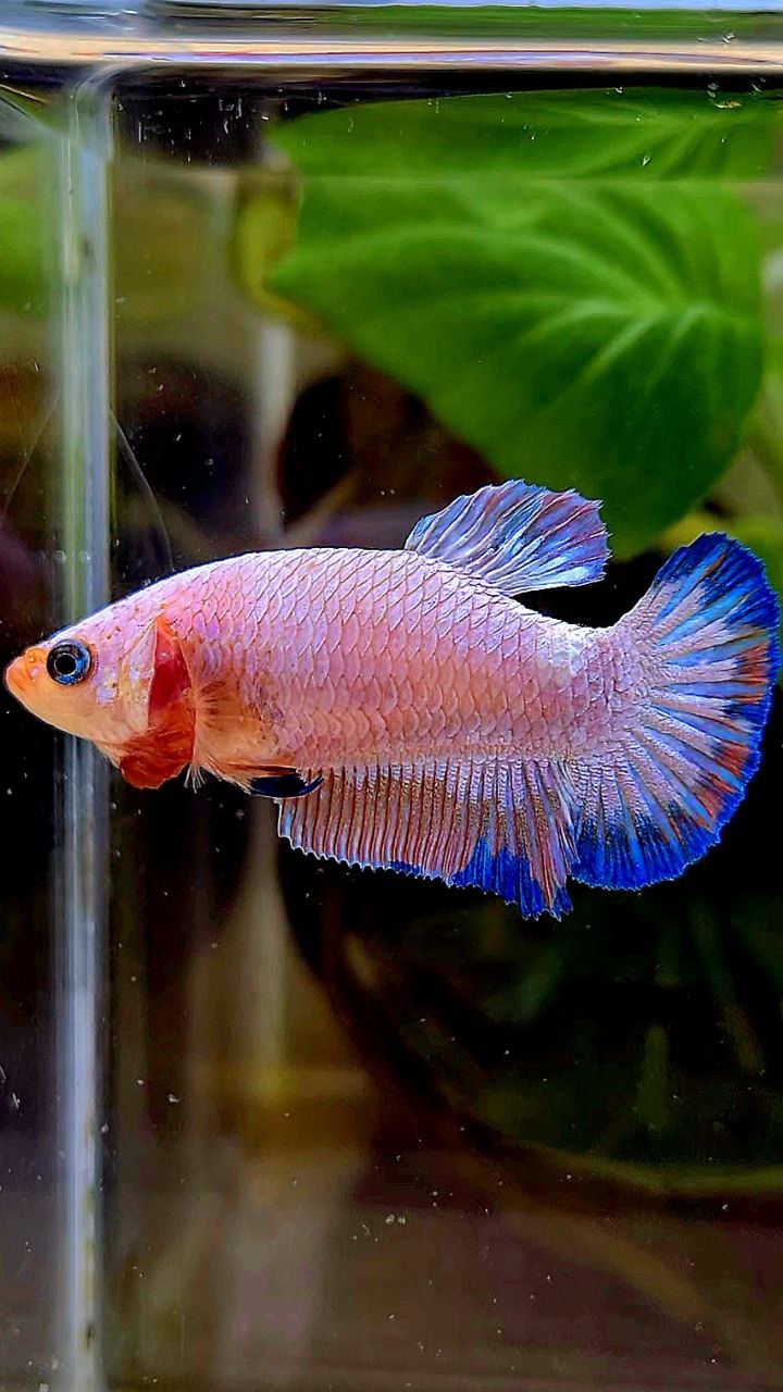FEMALE PLAKAT PINK FLAMINGGO BLUE BETTA FISH