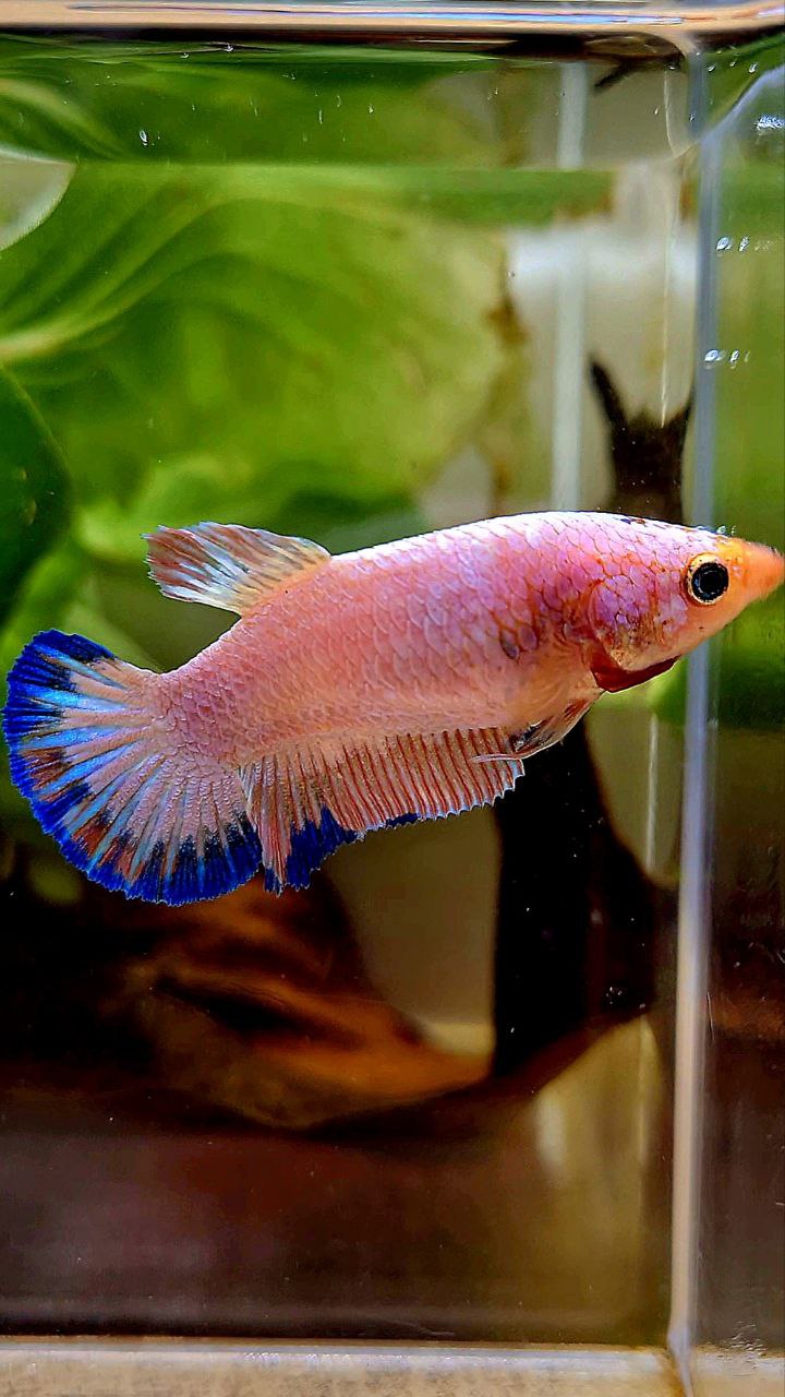 FEMALE PLAKAT PINK FLAMINGGO BLUE BETTA FISH