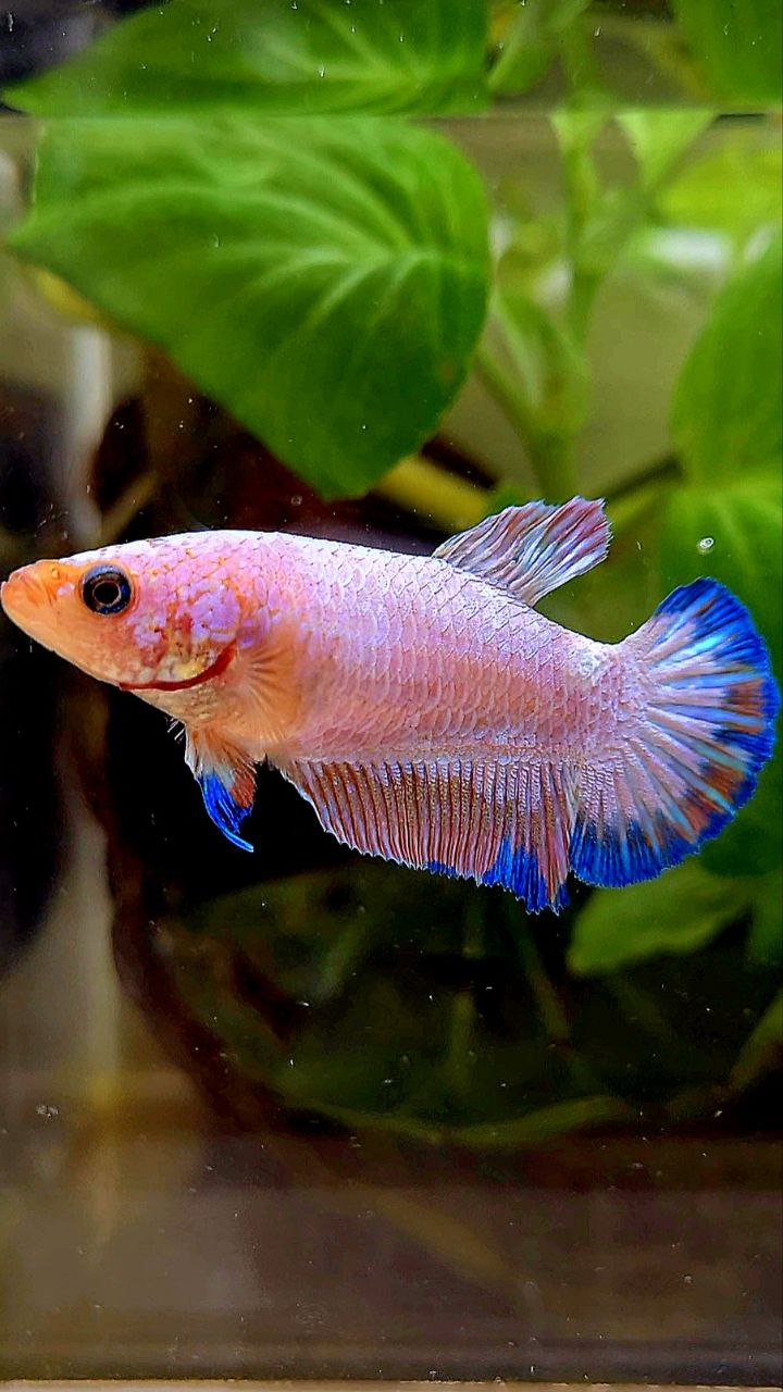 FEMALE PLAKAT PINK FLAMINGGO BLUE BETTA FISH