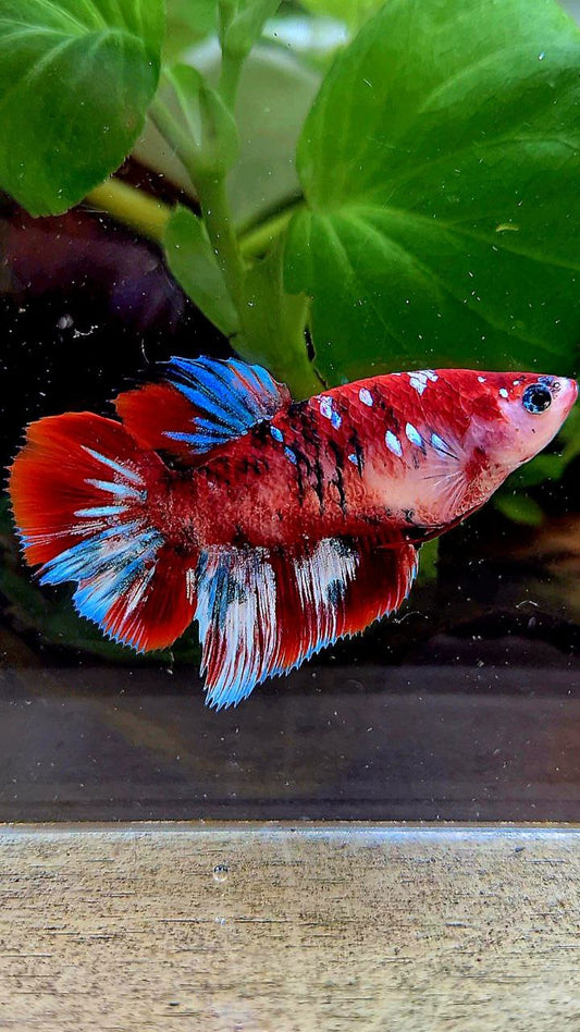 FEMALE HALFMOON BARONGSAI RED WHITE GALAXY MULTICOLOR BETTA FISH