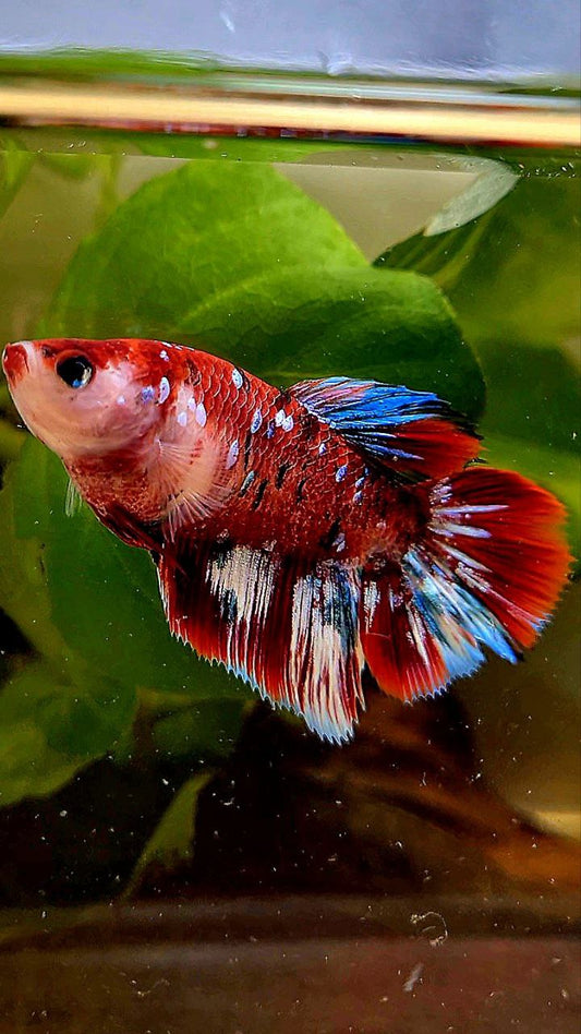 FEMALE HALFMOON BARONGSAI RED WHITE GALAXY MULTICOLOR BETTA FISH