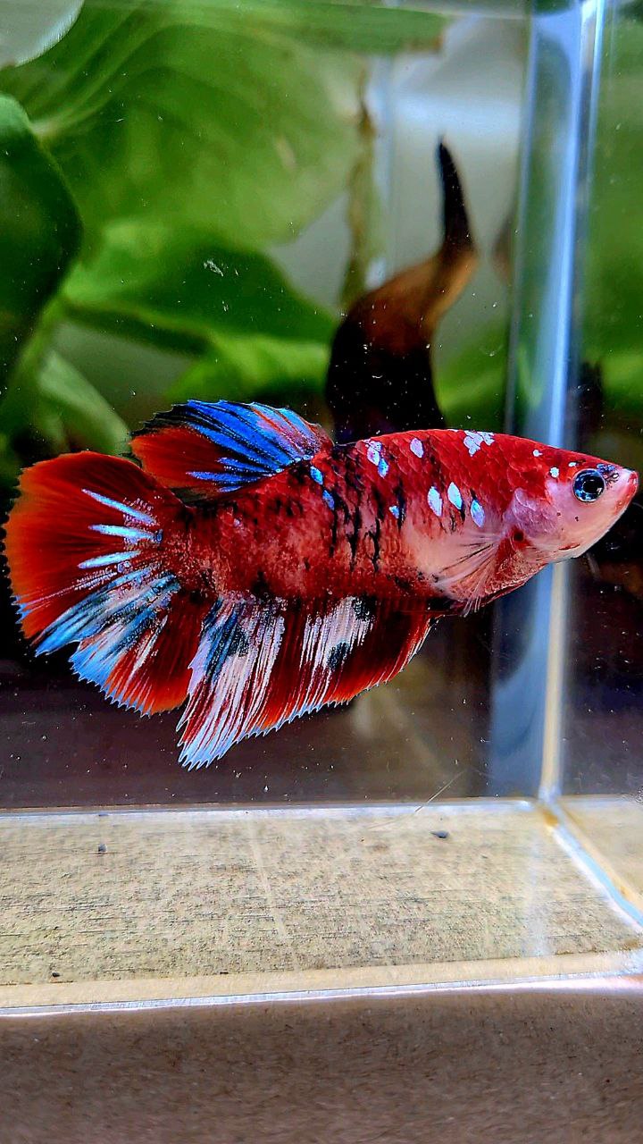 FEMALE HALFMOON BARONGSAI RED WHITE GALAXY MULTICOLOR BETTA FISH