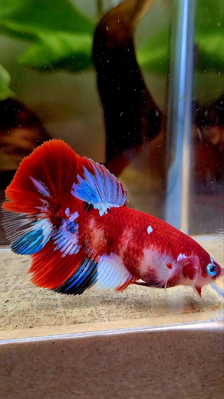 FEMALE HALFMOON BARONGSAI RED WHITE GALAXY MULTICOLOR BETTA FISH