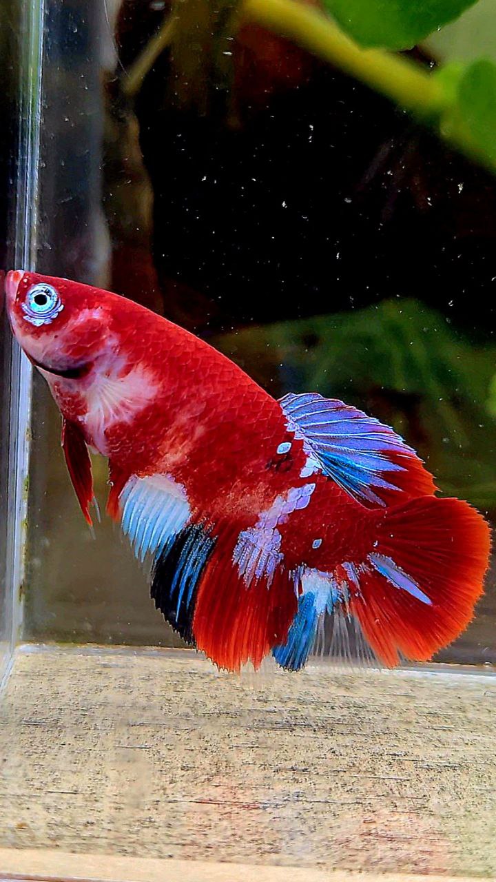 FEMALE HALFMOON BARONGSAI RED WHITE GALAXY MULTICOLOR BETTA FISH