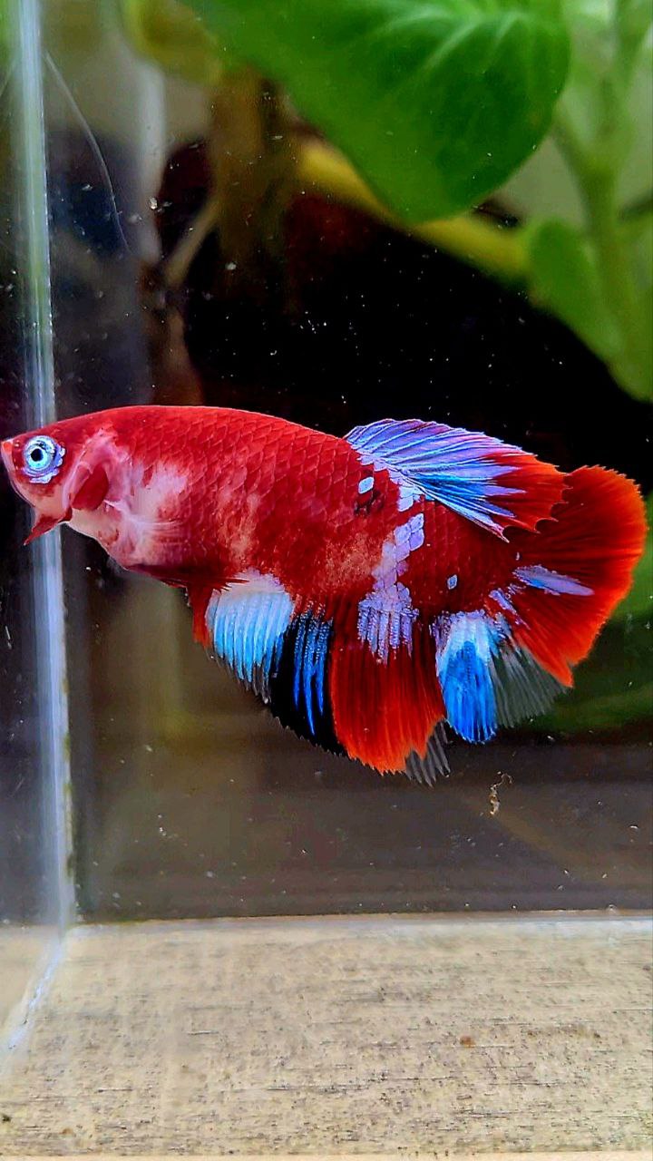 FEMALE HALFMOON BARONGSAI RED WHITE GALAXY MULTICOLOR BETTA FISH