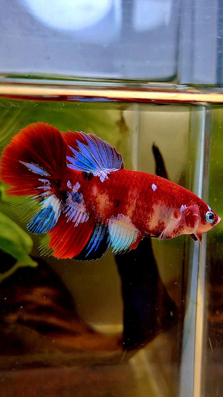 FEMALE HALFMOON BARONGSAI RED WHITE GALAXY MULTICOLOR BETTA FISH